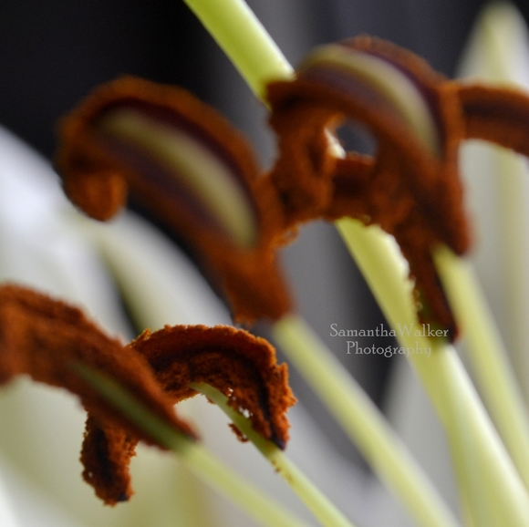 Wall Decor - Picture 4 of 16